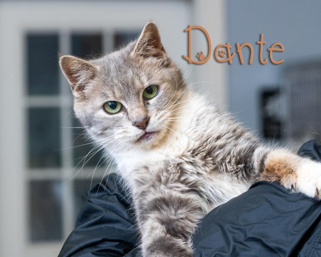 Dante, ADOPTABLE, Young Female Domestic Short Hair.