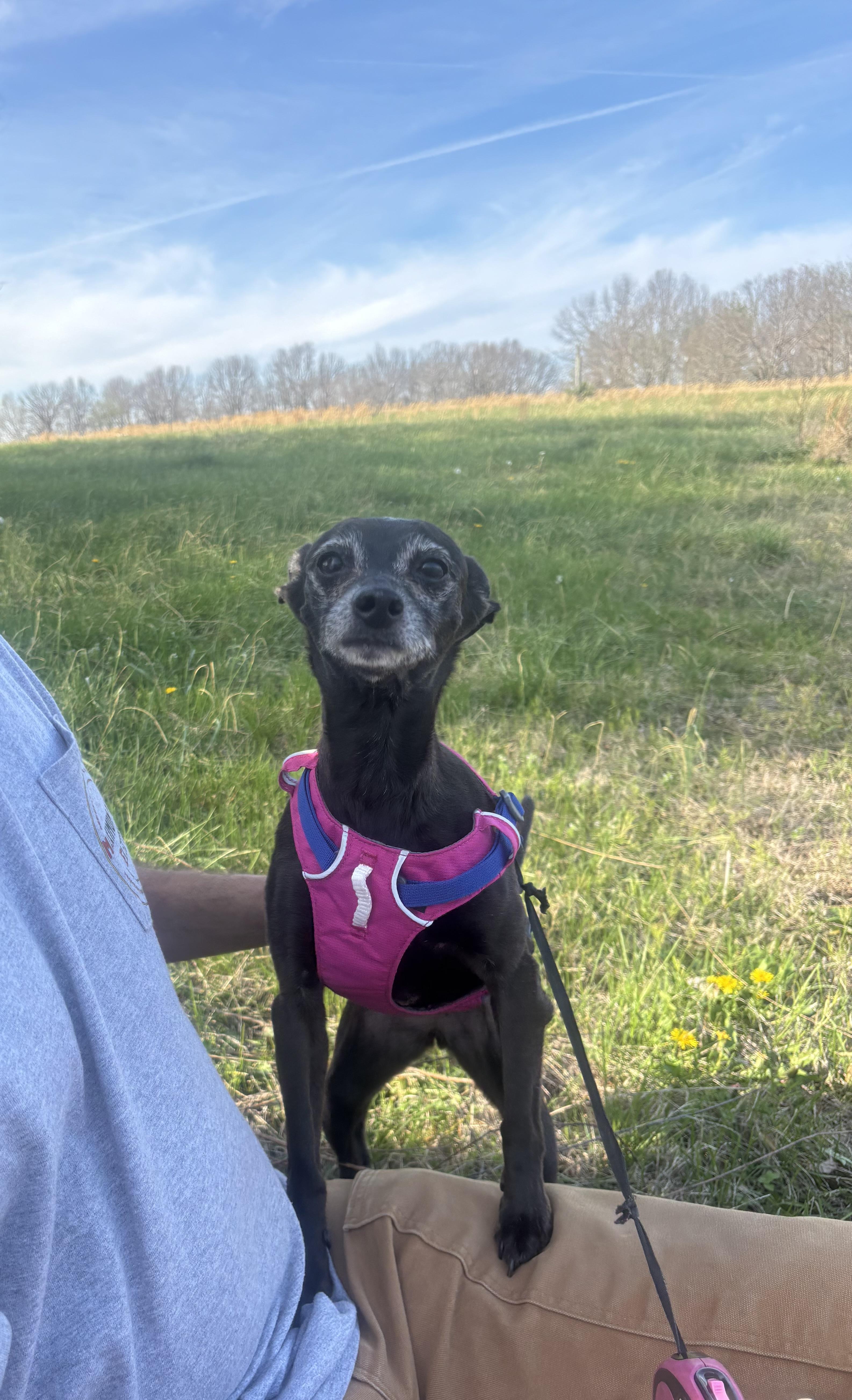 Enlarge Tinkerbell, a ADOPTABLE mixed breed in Nashville, TN image 3/5