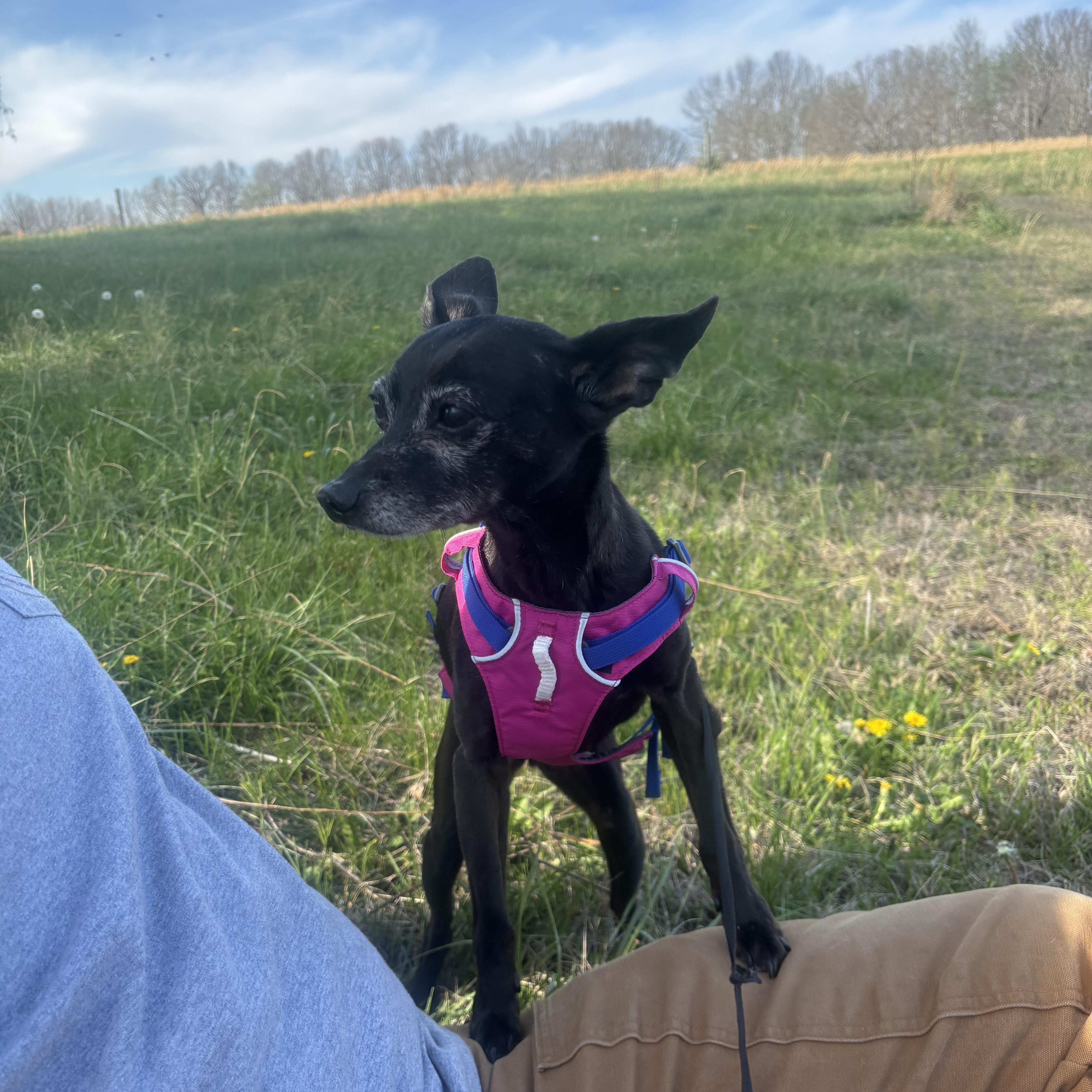 Enlarge Tinkerbell, a ADOPTABLE mixed breed in Nashville, TN image 5/5