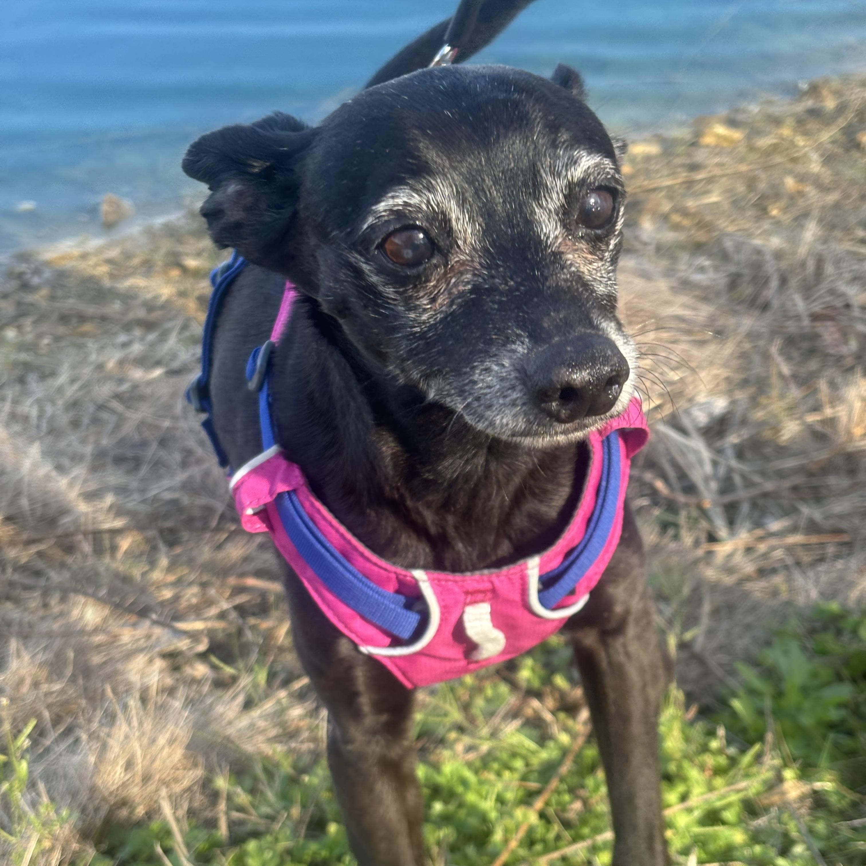 Enlarge Tinkerbell, a ADOPTABLE mixed breed in Nashville, TN image 1/5