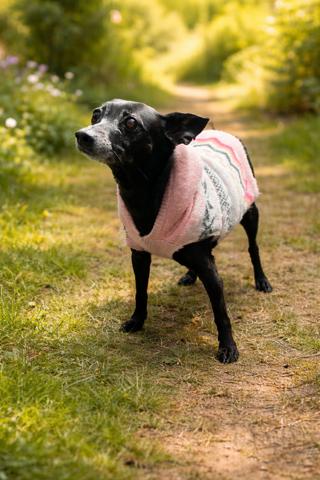 Enlarge Tinkerbell, a ADOPTABLE mixed breed in Nashville, TN image 1/1