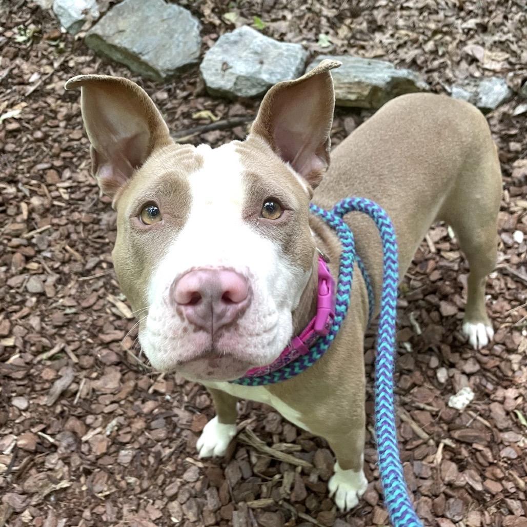 Enlarge Selkie 26-0343, a Adoptable Mixed Breed in Yanceyville, NC image 1/5