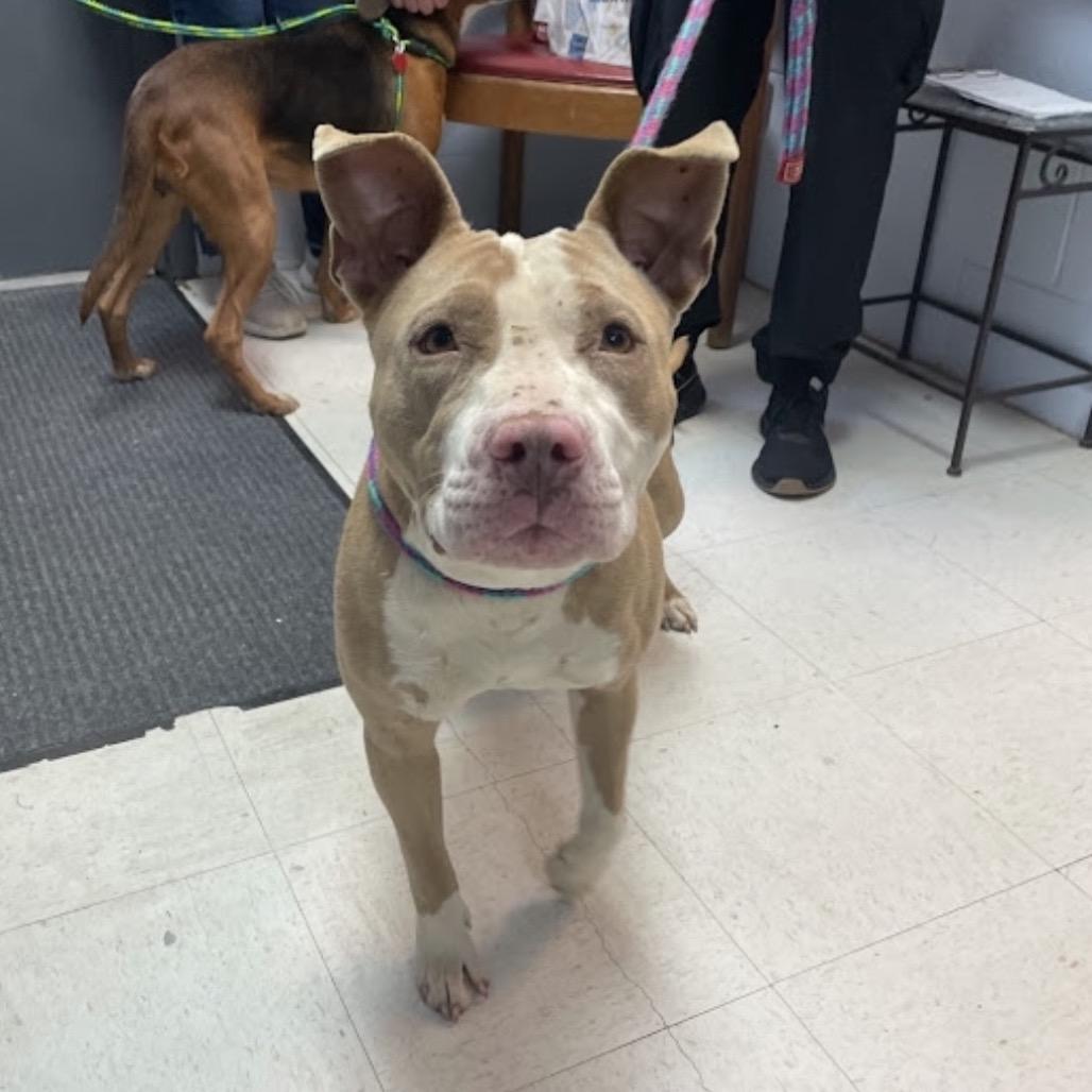 Enlarge Selkie 26-0343, a Adoptable Mixed Breed in Yanceyville, NC image 2/5