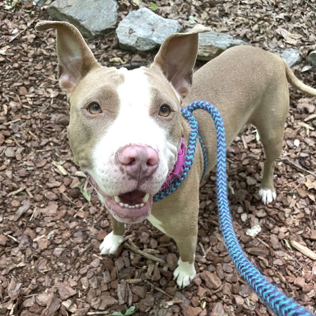 Selkie 26-0343, Adoptable, Adult Female Mixed Breed.