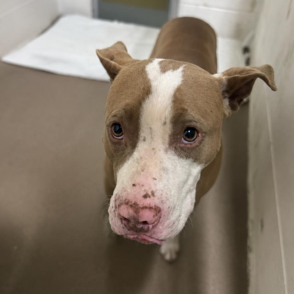 Selkie 26-0343, a Adoptable Mixed Breed in Yanceyville, NC image 2/2