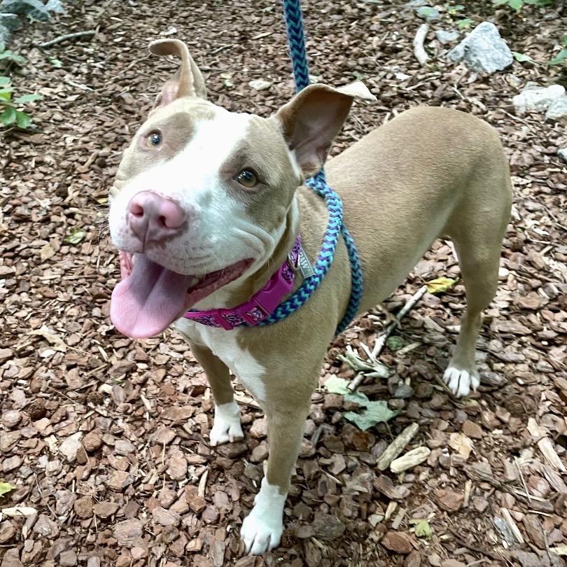 Enlarge Selkie 26-0343, a Adoptable Mixed Breed in Yanceyville, NC image 5/5