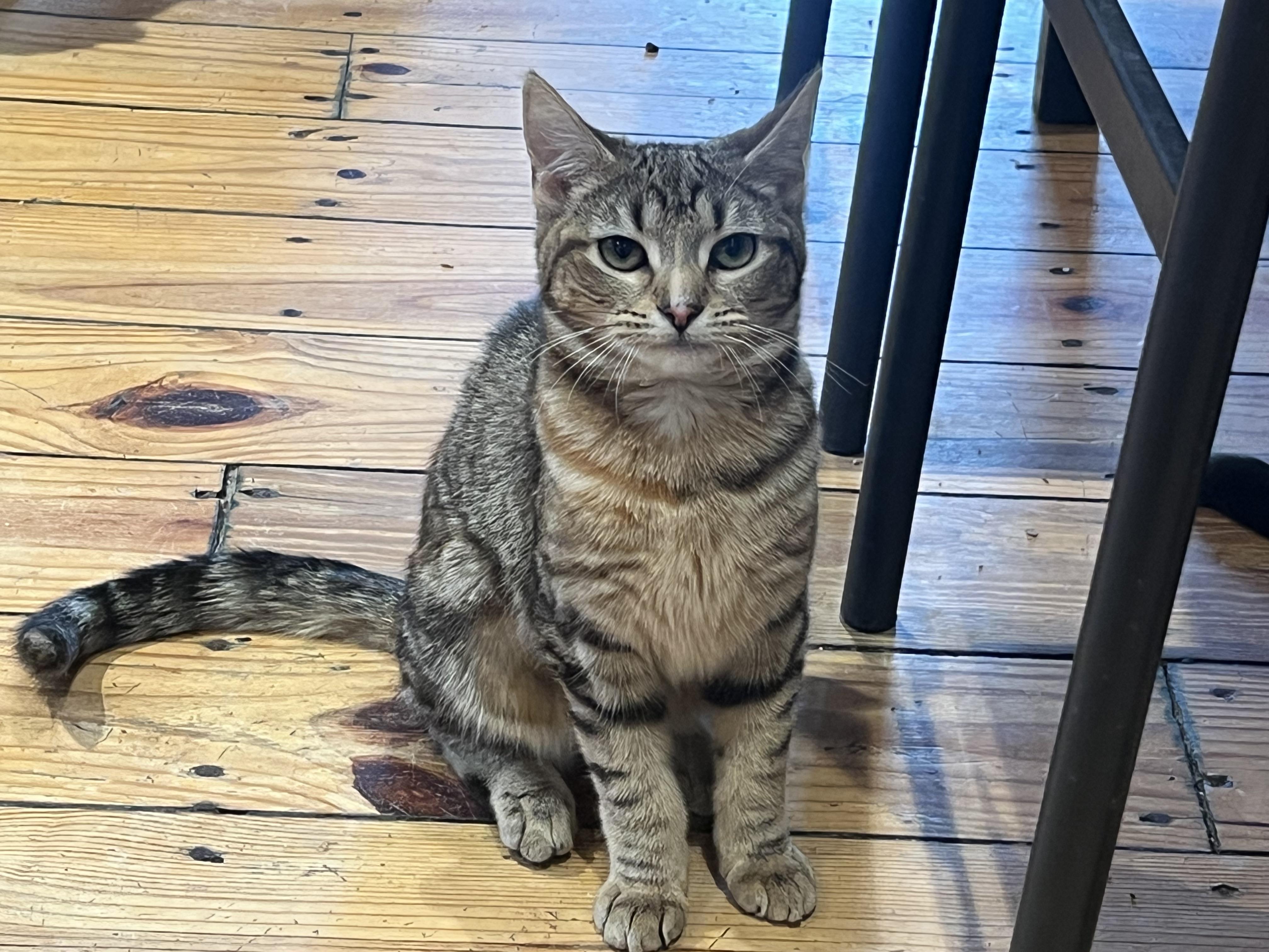 Enlarge LILY (super calm and cuddl), a ADOPTABLE mixed breed in Southbury, CT image 2/6