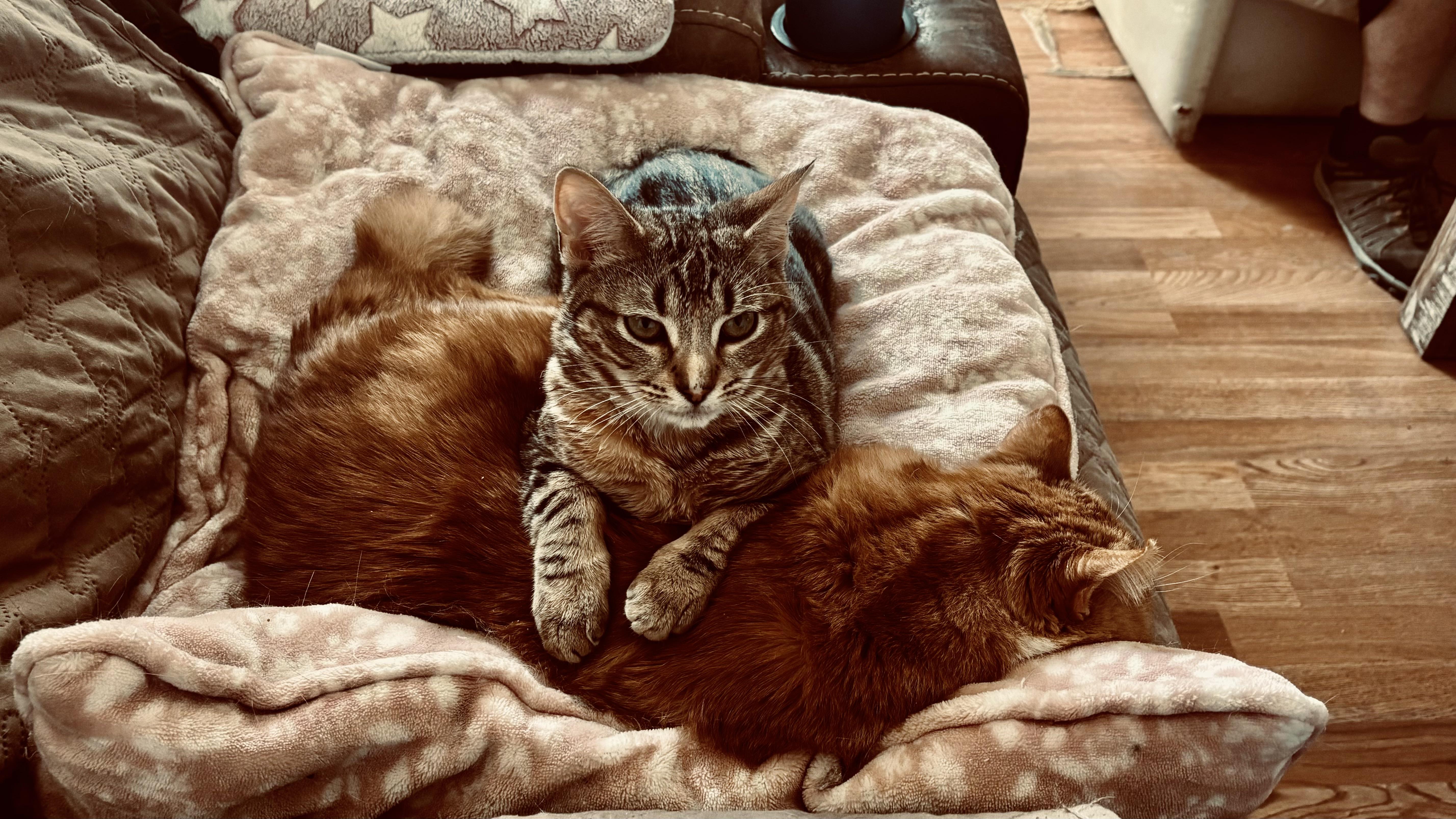 Enlarge LILY (super calm and cuddl), a ADOPTABLE mixed breed in Southbury, CT image 6/6