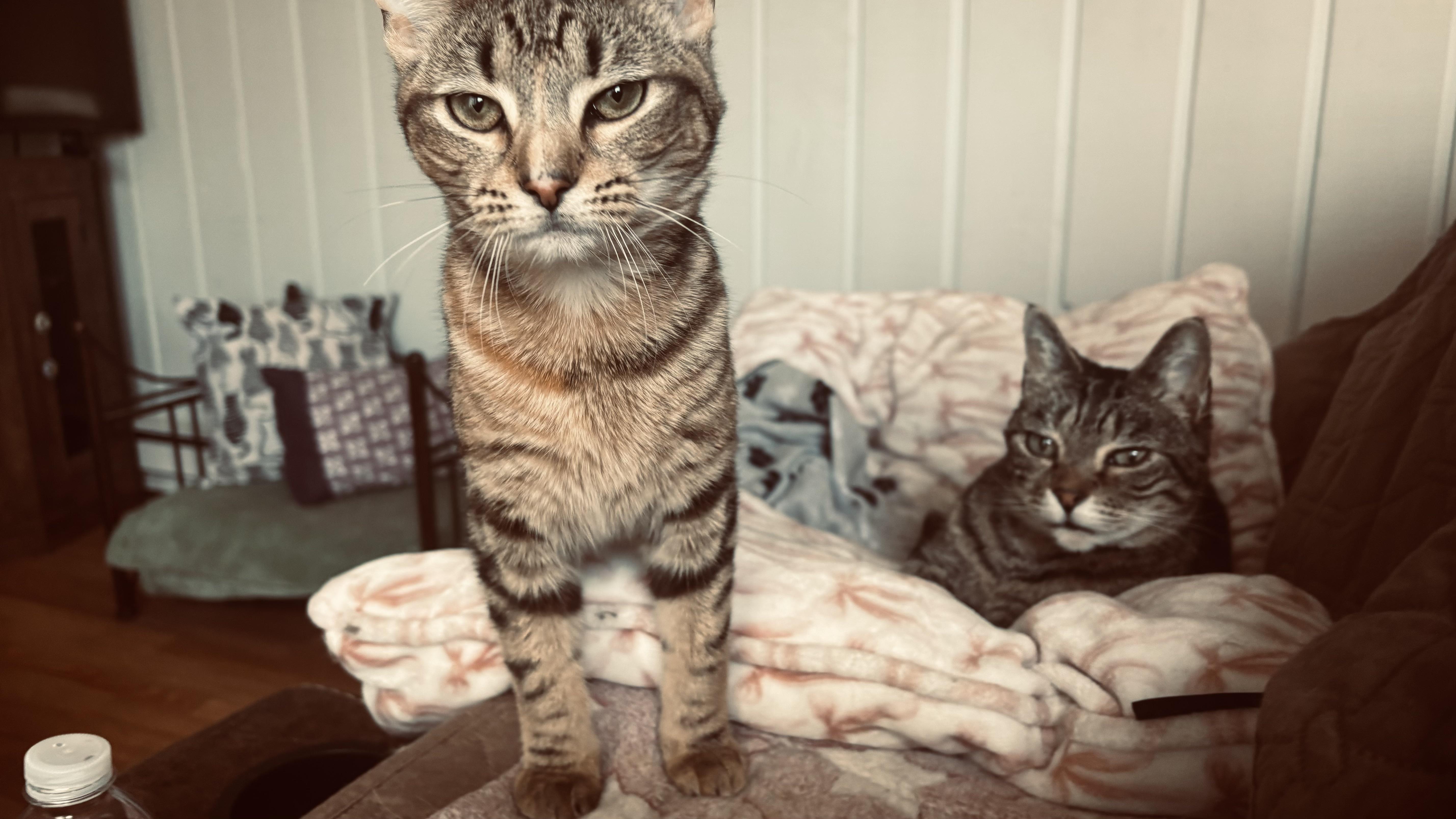 Enlarge LILY (super calm and cuddl), a ADOPTABLE mixed breed in Southbury, CT image 3/6