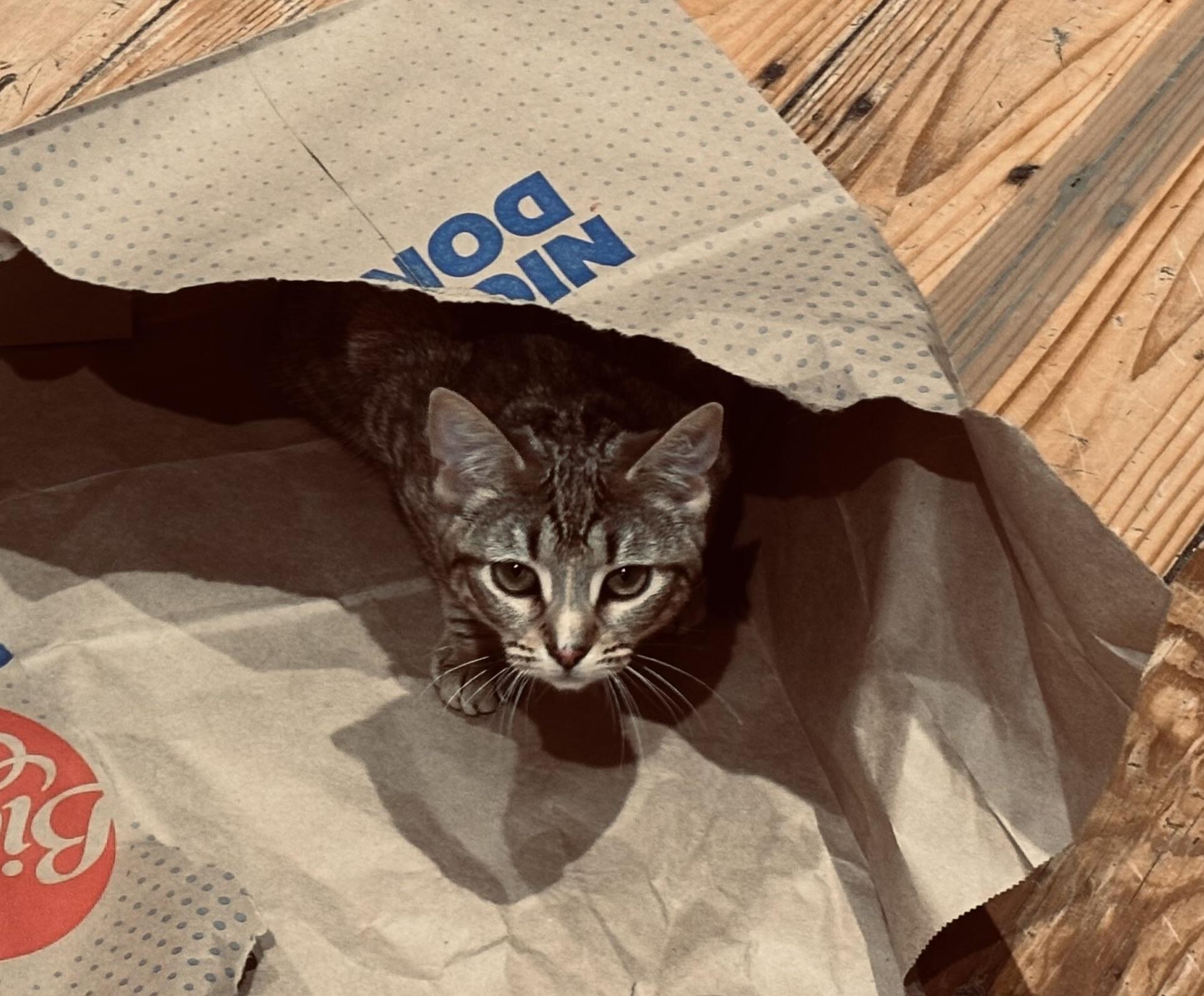 Enlarge LILY (super calm and cuddl), a ADOPTABLE mixed breed in Southbury, CT image 4/6