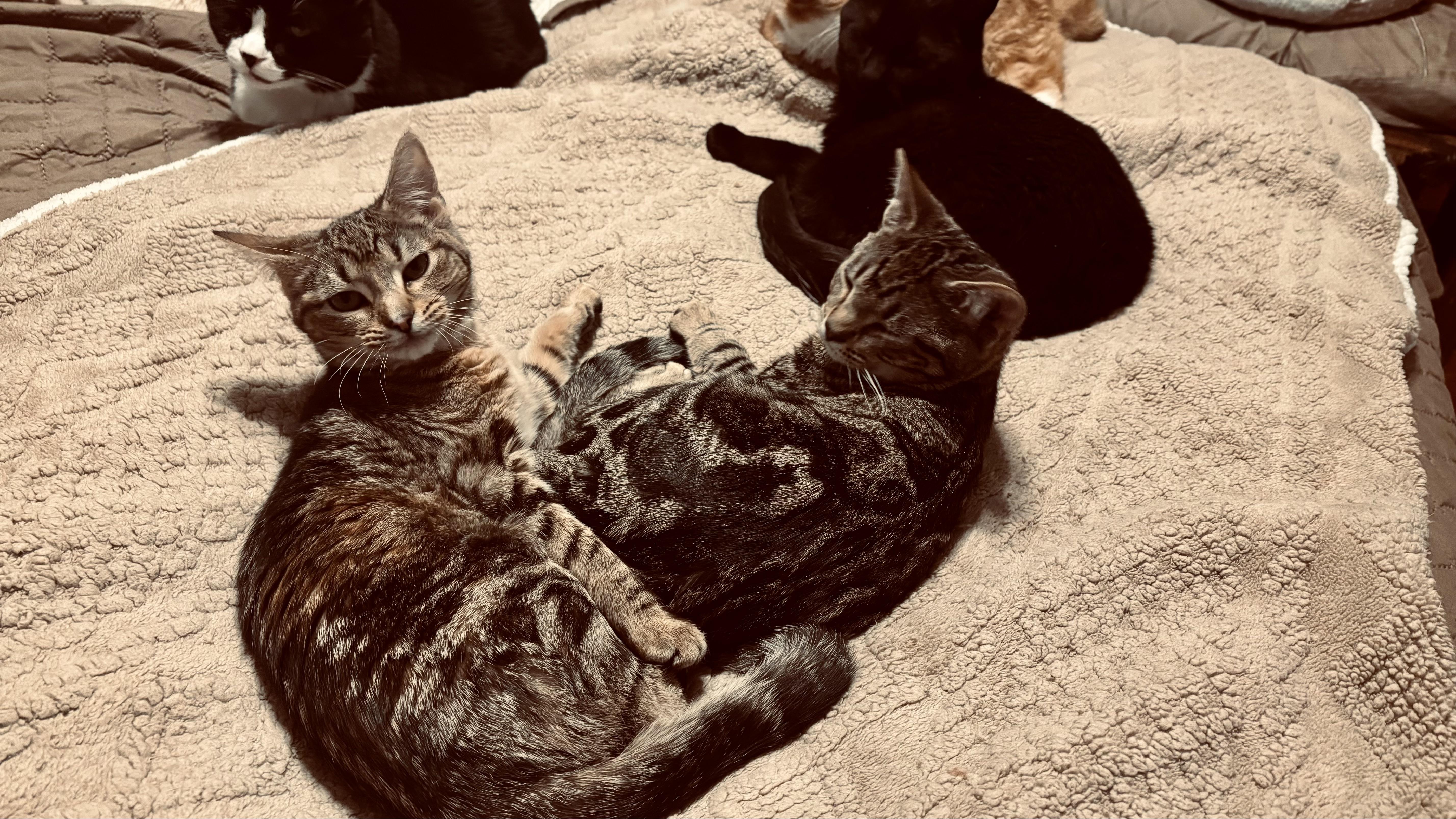 Enlarge LILY (super calm and cuddl), a ADOPTABLE mixed breed in Southbury, CT image 5/6