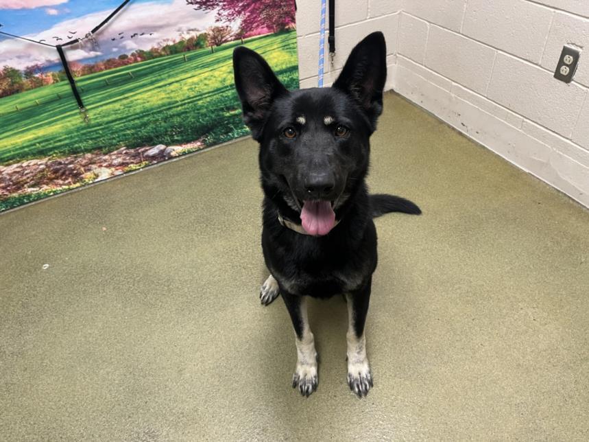 URGENT! SHELTER IS FULL! LUNA #A525010