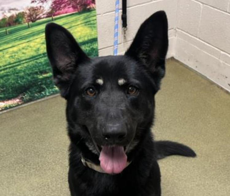 URGENT! SHELTER IS FULL! LUNA #A525010