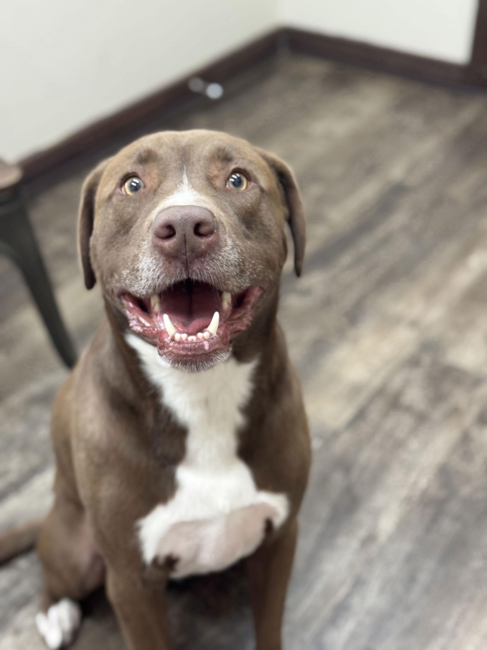 Enlarge BOHDIE, a Adoptable Labrador Retriever in Southaven, MS image 3/3