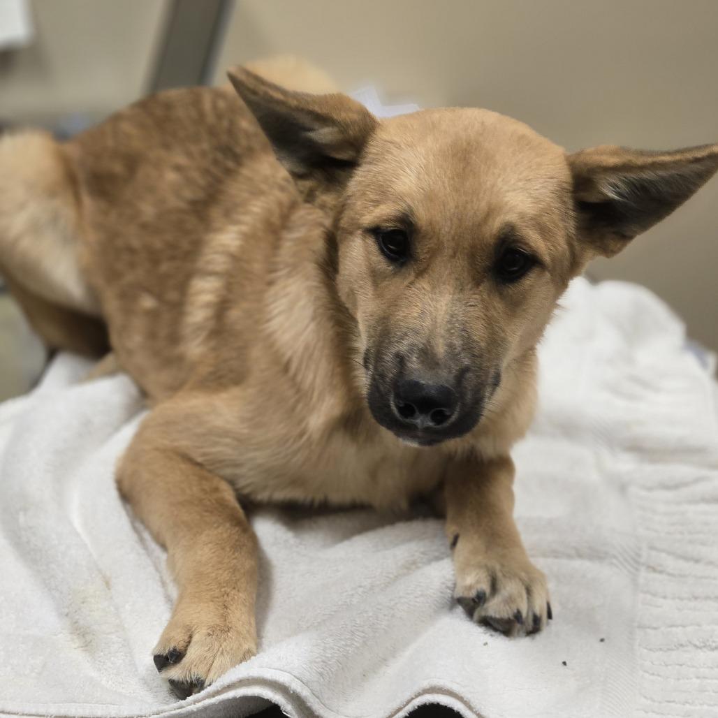 Enlarge Wilma, a Adoptable Mixed Breed in Wickenburg, AZ image 1/4