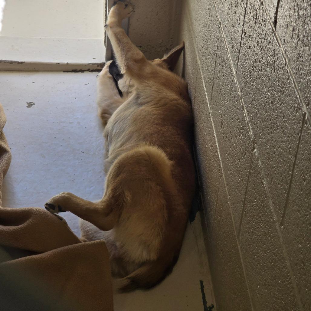 Enlarge Wilma, a Adoptable Mixed Breed in Wickenburg, AZ image 3/4