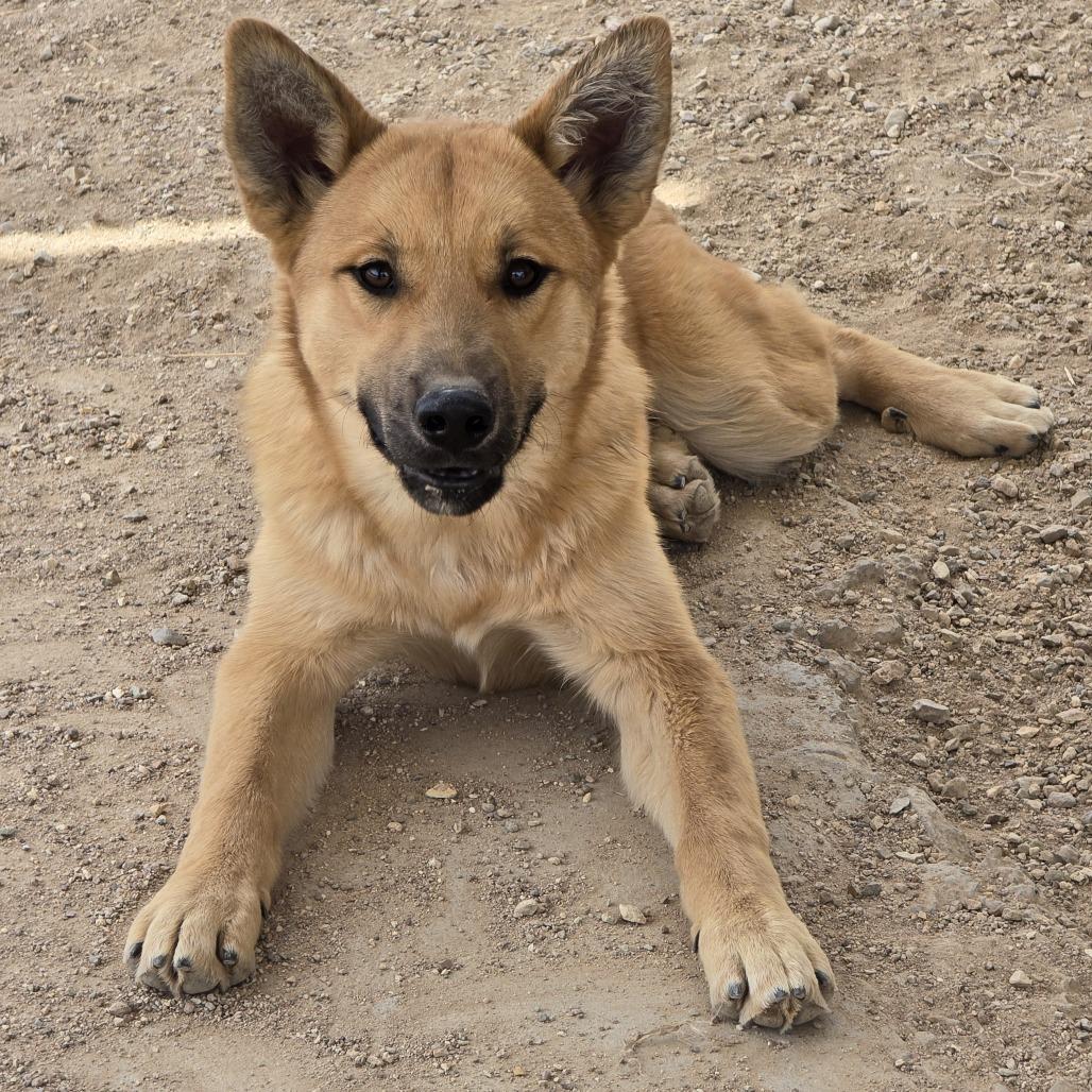 Enlarge Wilma, a Adoptable Mixed Breed in Wickenburg, AZ image 3/3