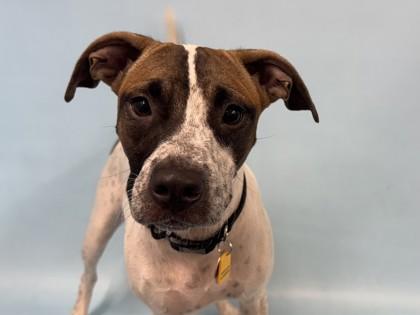 Enlarge Denali, a Adoptable mixed breed in Golden Valley, MN image 1/1