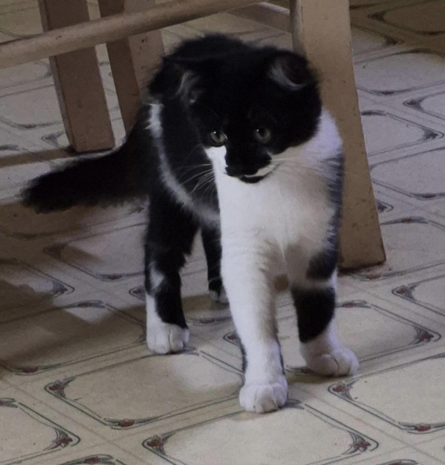 Enlarge Charlie, a Adopted Domestic Medium Hair in Oriental, NC image 2/2