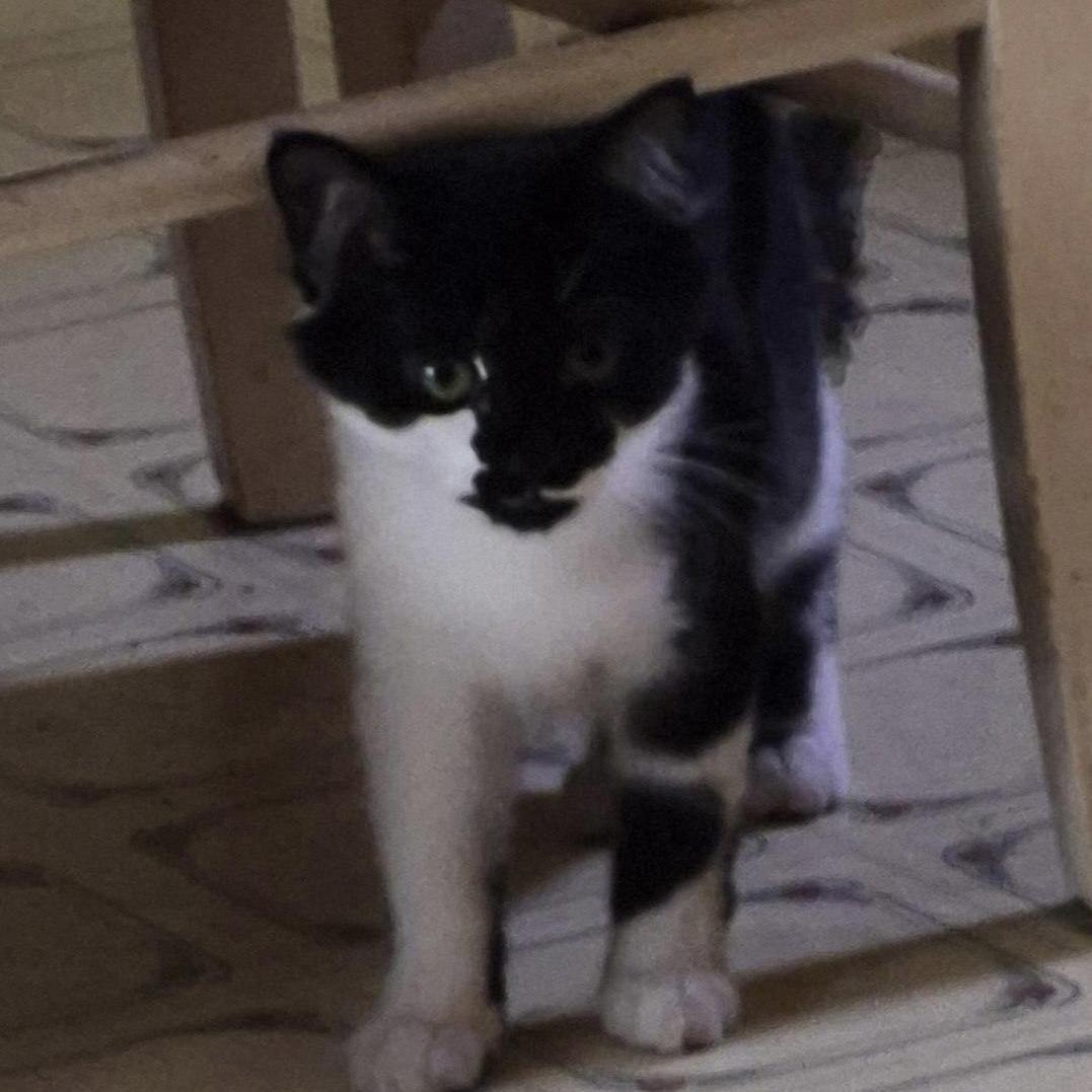 Enlarge Charlie, a Adopted Domestic Medium Hair in Oriental, NC image 1/2