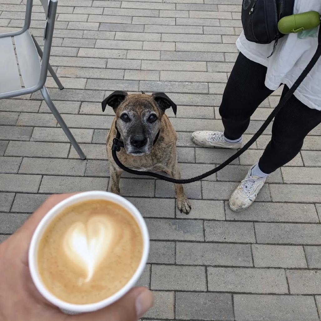 Ali, Adoptable, Senior Male Mixed Breed.