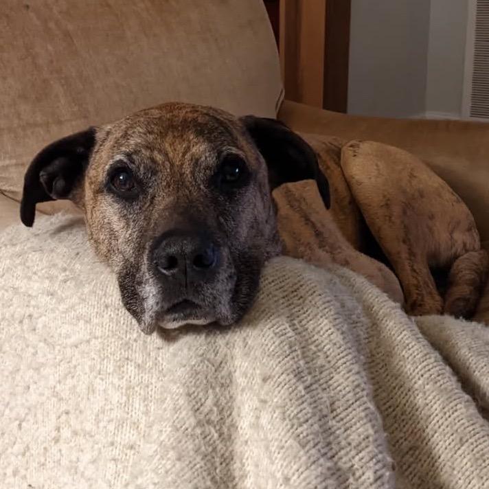 Ali, a Adoptable Mixed Breed in Springboro, OH image 2/2