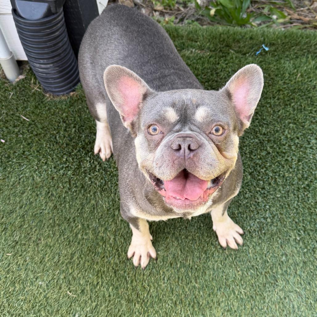 Trina, ADOPTABLE, Adult Female French Bulldog.