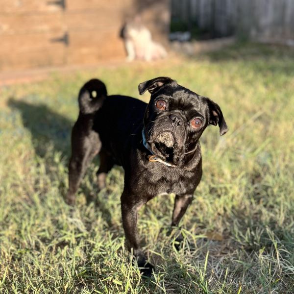 Lance, an adopted Pug in Alvin, TX_image-1