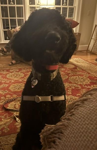Enlarge Jet, a Adopted Labradoodle in Columbia, SC image 2/3