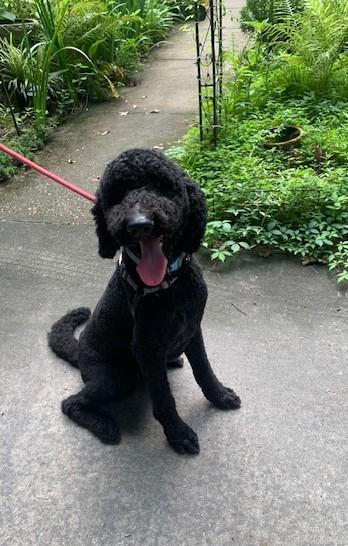 Jet, Adopted, Young Male Labradoodle.
