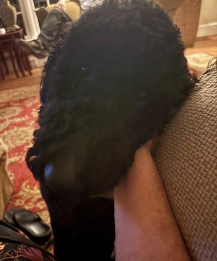 Enlarge Jet, a Adopted Labradoodle in Columbia, SC image 3/3