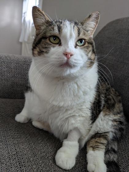 Enlarge Kitty, a Adoptable mixed breed in Cincinnati, OH image 1/3