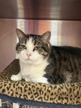 Enlarge Kitty, a Adoptable mixed breed in Cincinnati, OH image 2/3