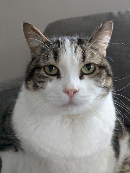 Enlarge Kitty, a Adoptable mixed breed in Cincinnati, OH image 3/3