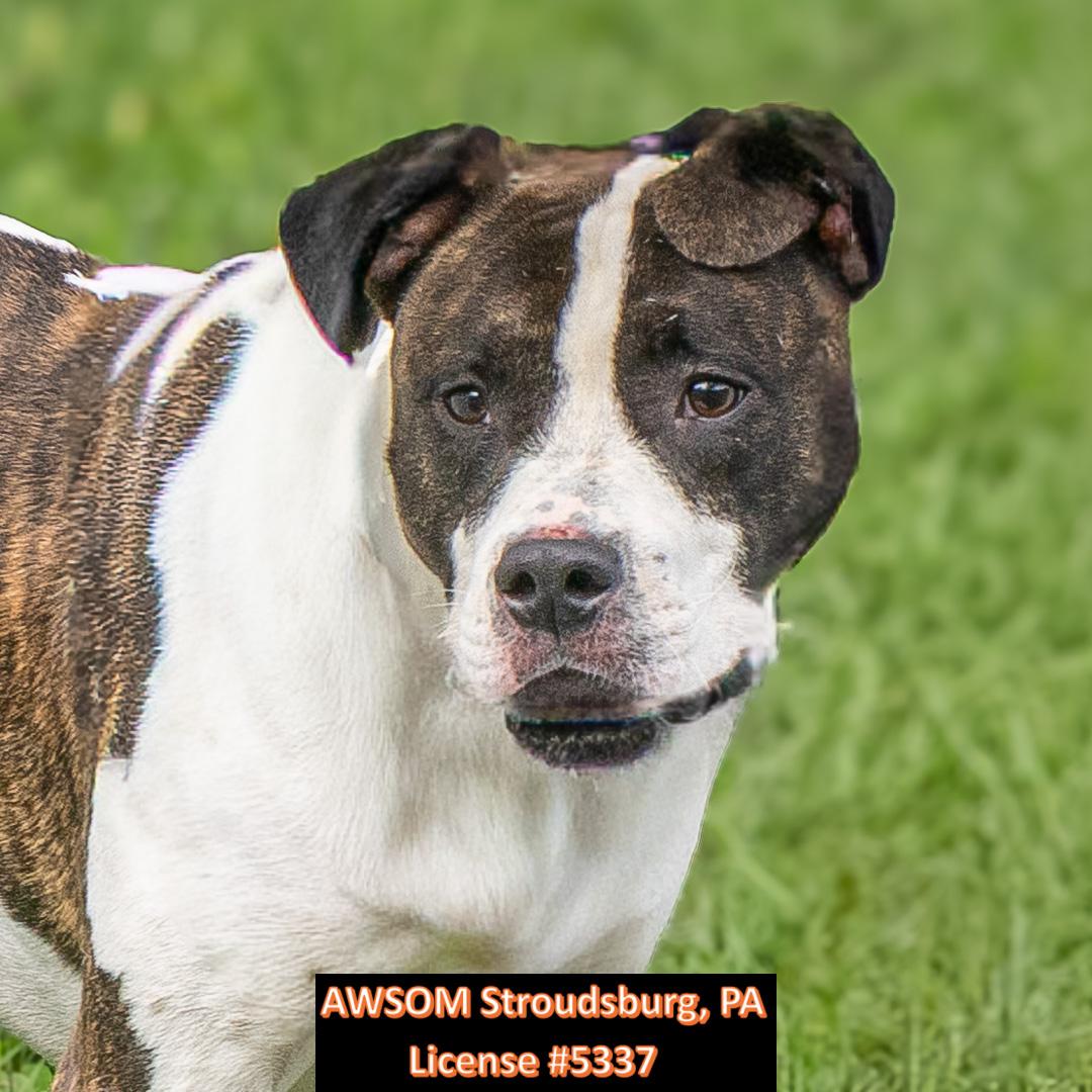 Enlarge Clifford, a ADOPTABLE mixed breed in Stroudsburg, PA image 2/2