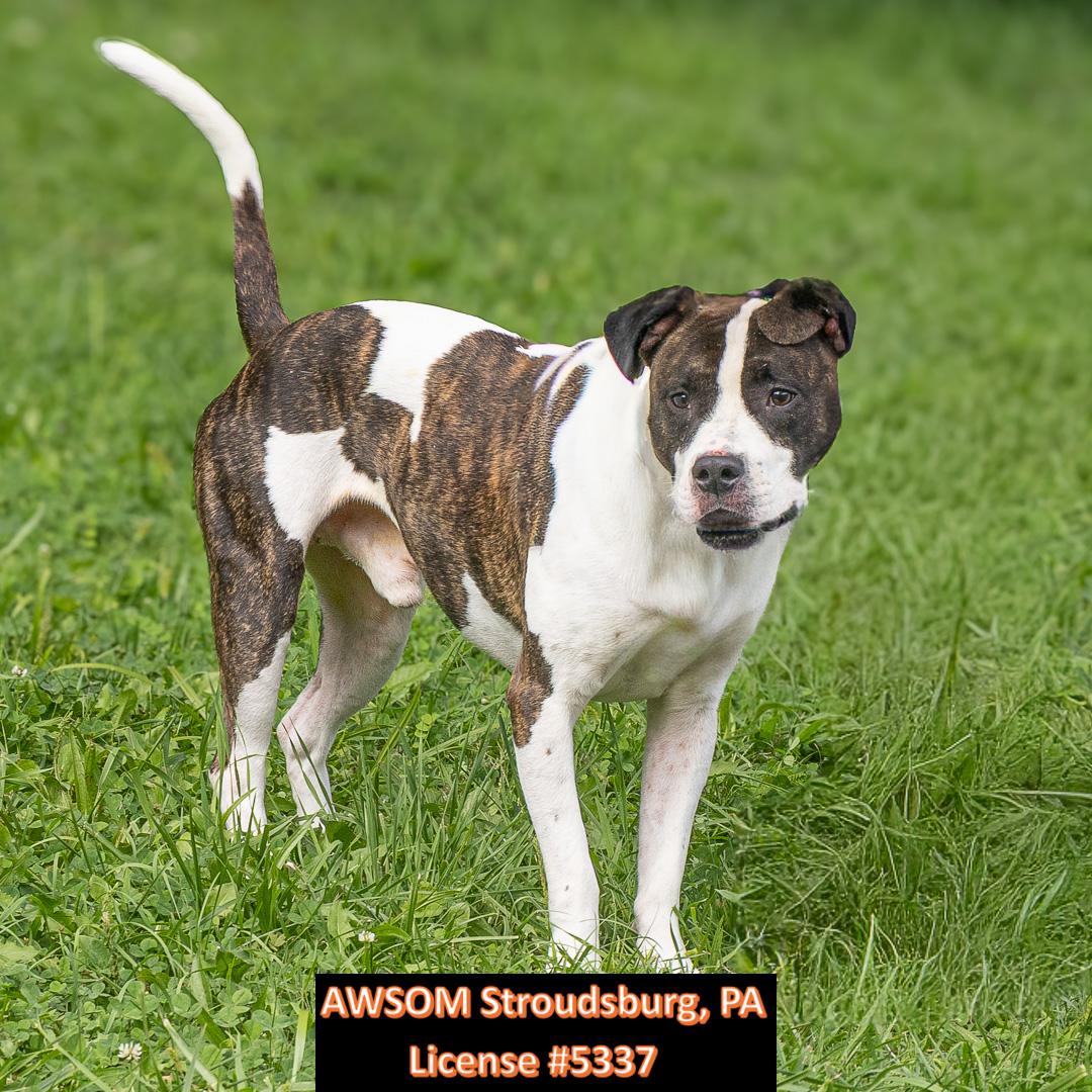 Enlarge Clifford, a ADOPTABLE mixed breed in Stroudsburg, PA image 1/2
