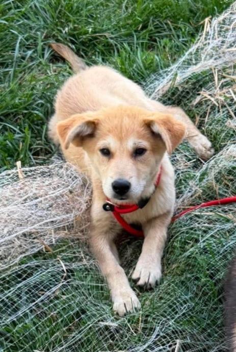Bo, Adoptable, Puppy Male Australian Shepherd & Mixed Breed.