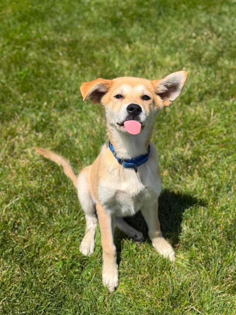 Enlarge Bo, a Adoptable mixed breed in Decatur, IN image 2/6