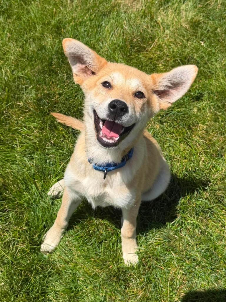 Enlarge Bo, a Adoptable mixed breed in Decatur, IN image 3/6