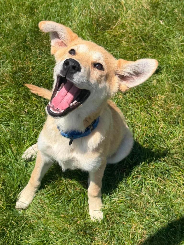 Enlarge Bo, a Adoptable mixed breed in Decatur, IN image 4/6