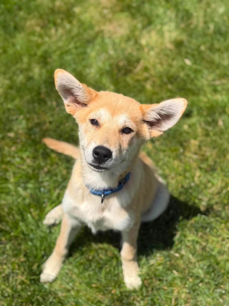 Enlarge Bo, a Adoptable mixed breed in Decatur, IN image 5/6