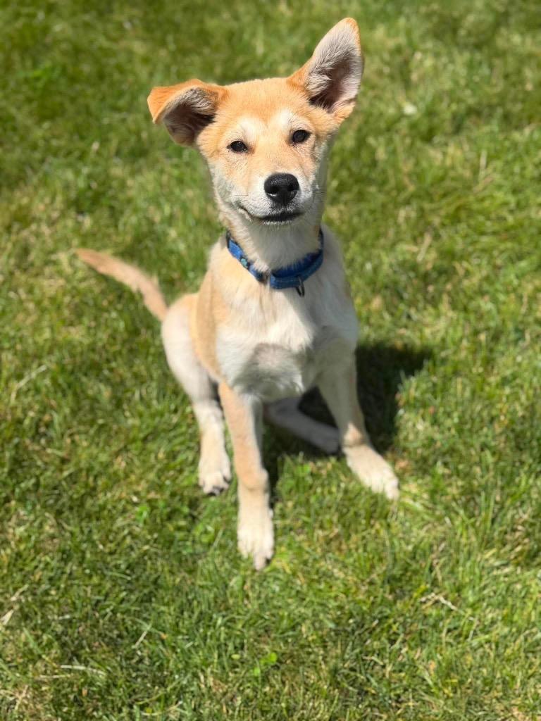 Enlarge Bo, a Adoptable mixed breed in Decatur, IN image 6/6