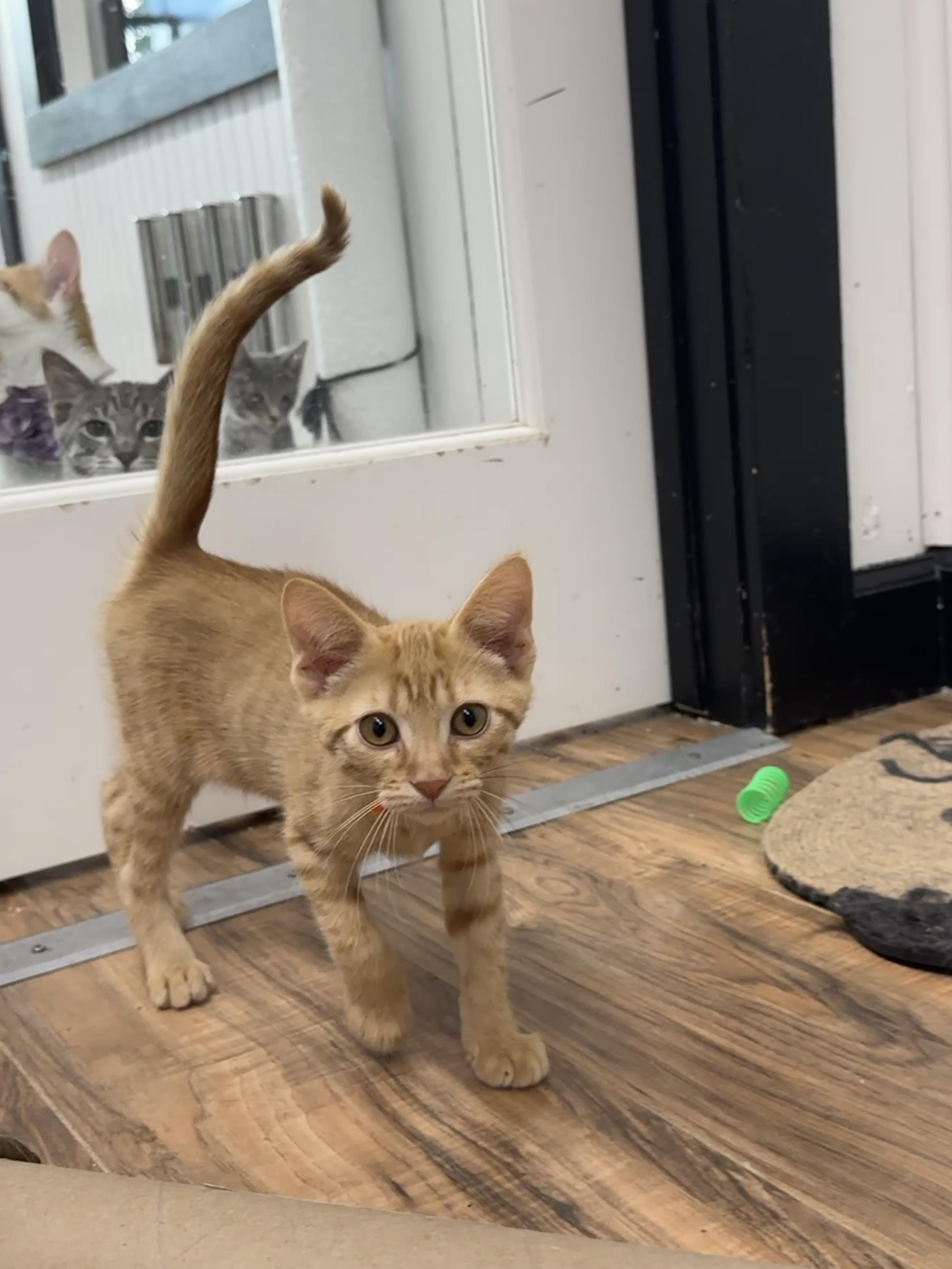 Enlarge Thumper, a Adoptable Domestic Short Hair in Wayland, MI image 1/1