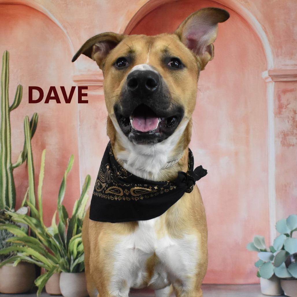 Enlarge Dave, a Adoptable Mixed Breed in Yuma, AZ image 1/4