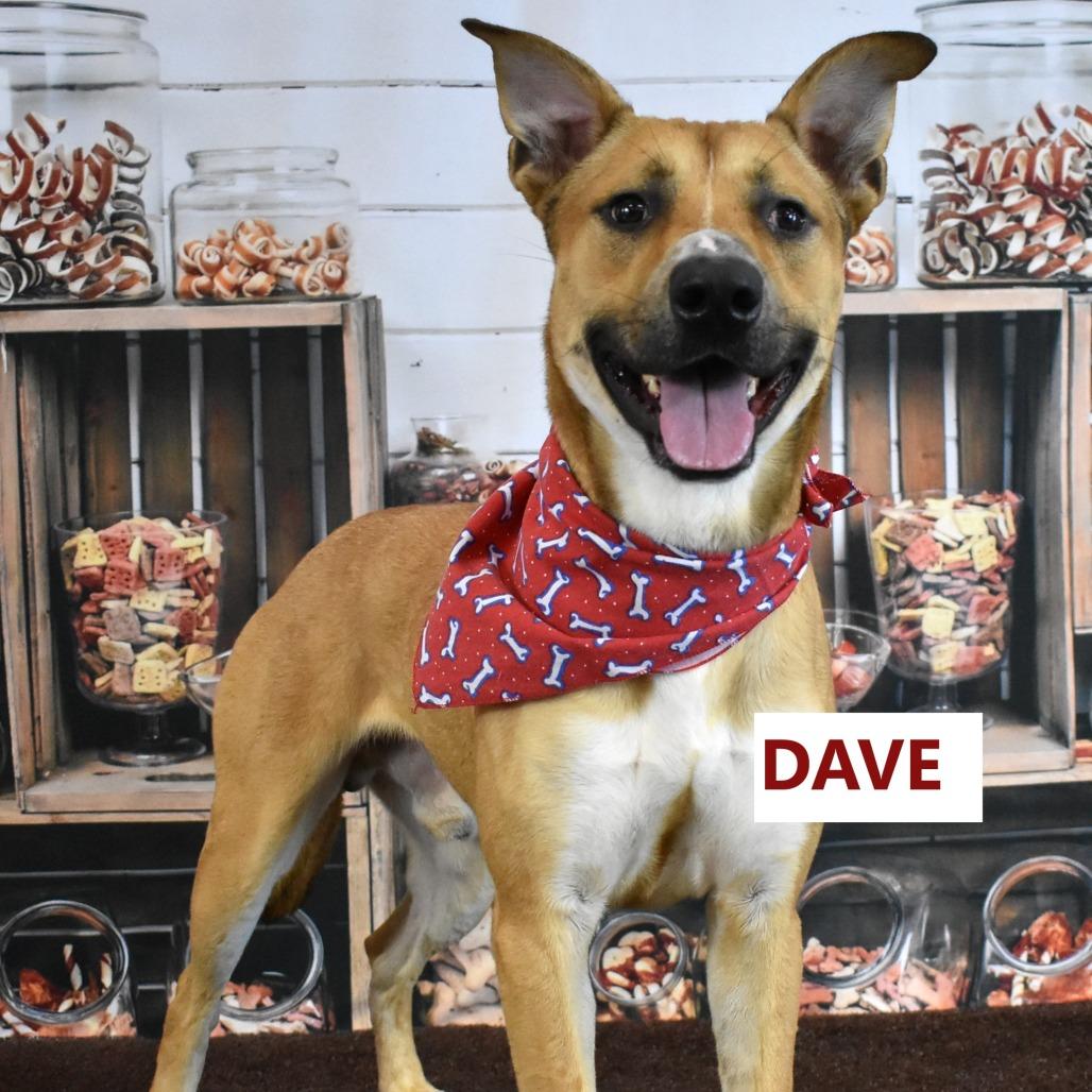Enlarge Dave, a Adoptable Mixed Breed in Yuma, AZ image 2/4