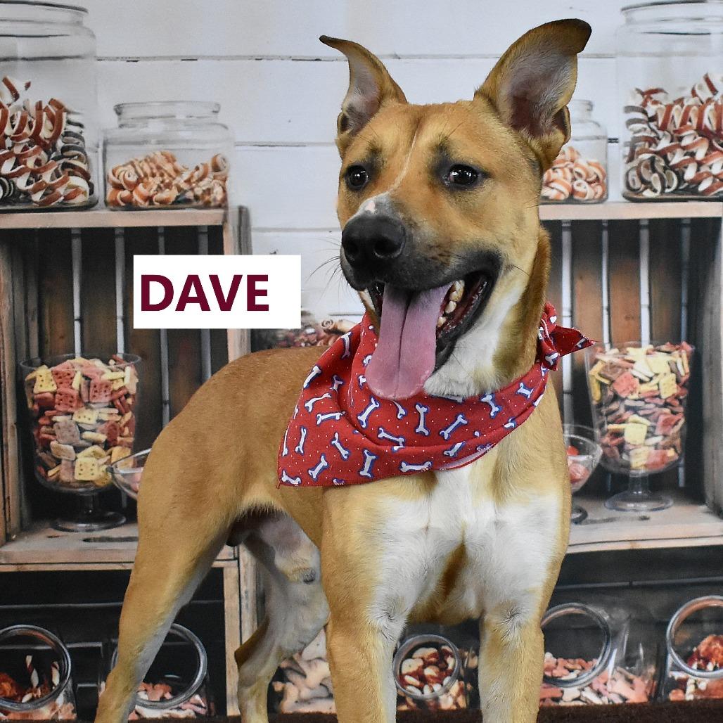 Enlarge Dave, a Adoptable Mixed Breed in Yuma, AZ image 3/4