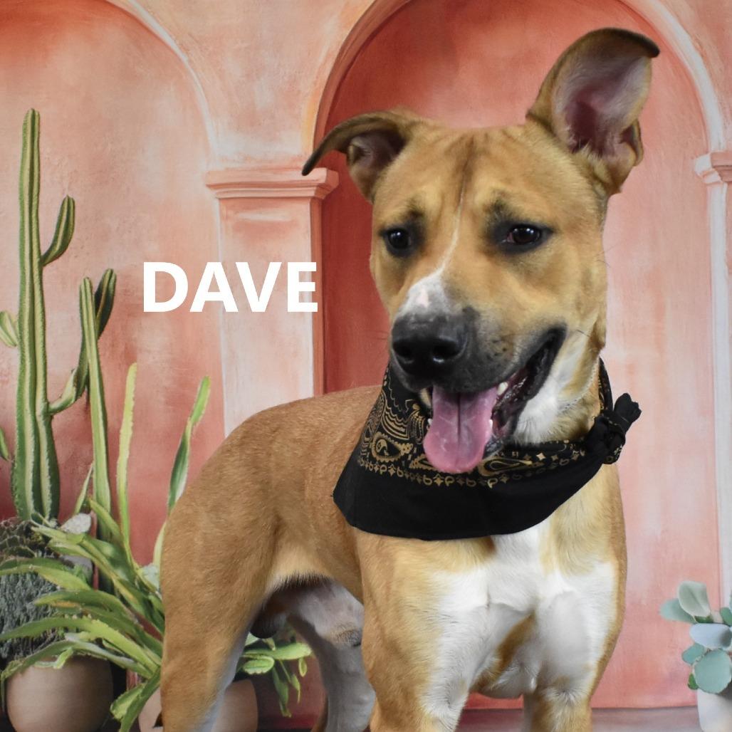 Enlarge Dave, a Adoptable Mixed Breed in Yuma, AZ image 4/4