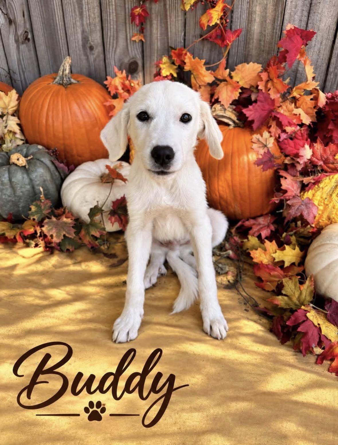 Enlarge Buddy, a Adoptable mixed breed in Mendham, NJ image 1/1
