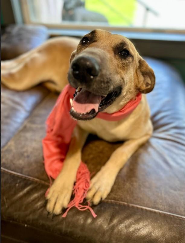 Juno, a ADOPTABLE mixed breed in Joppa, AL image 1/4