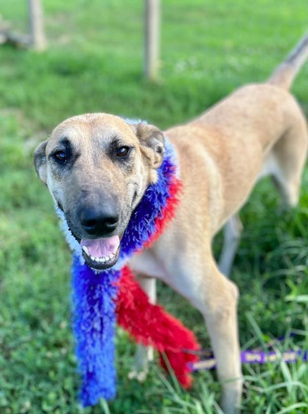 Juno, a ADOPTABLE mixed breed in Joppa, AL image 3/4